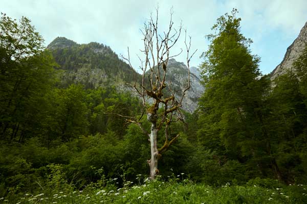 Abgestorbener Baum