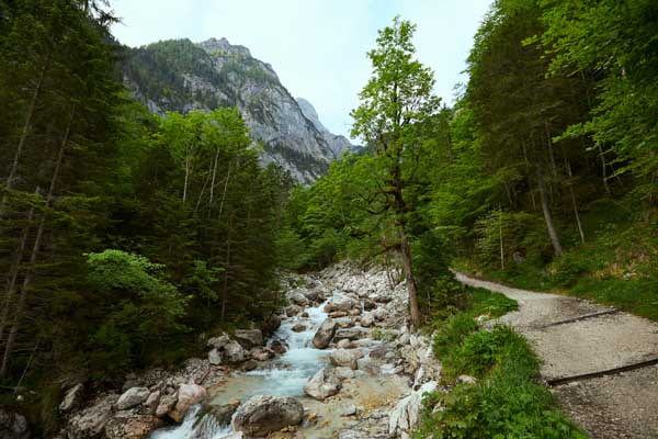 Forstweg am Hammersbach