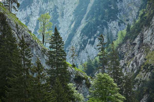 Bergwald im schroffen und steilen Gelände