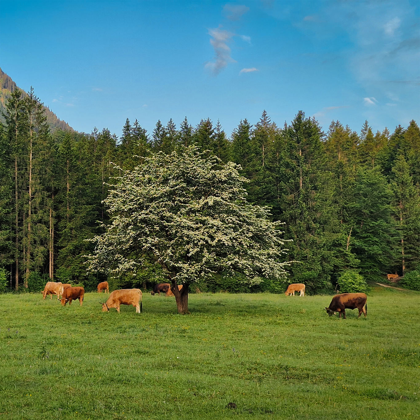 Wiese am Parkplatz Hammersbach