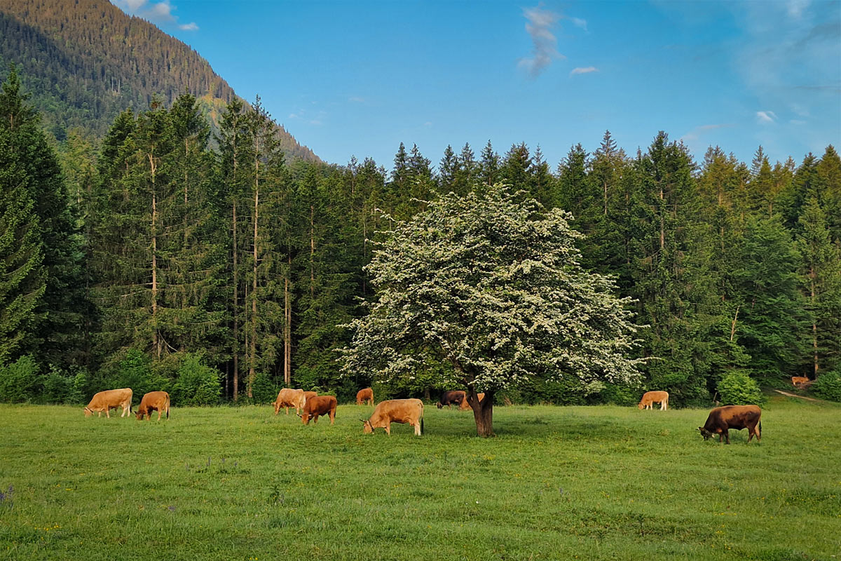 Wiese am Parkplatz Hammersbach